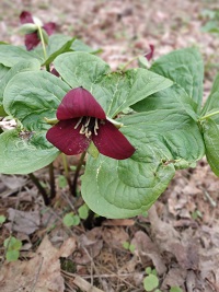 Red trillium